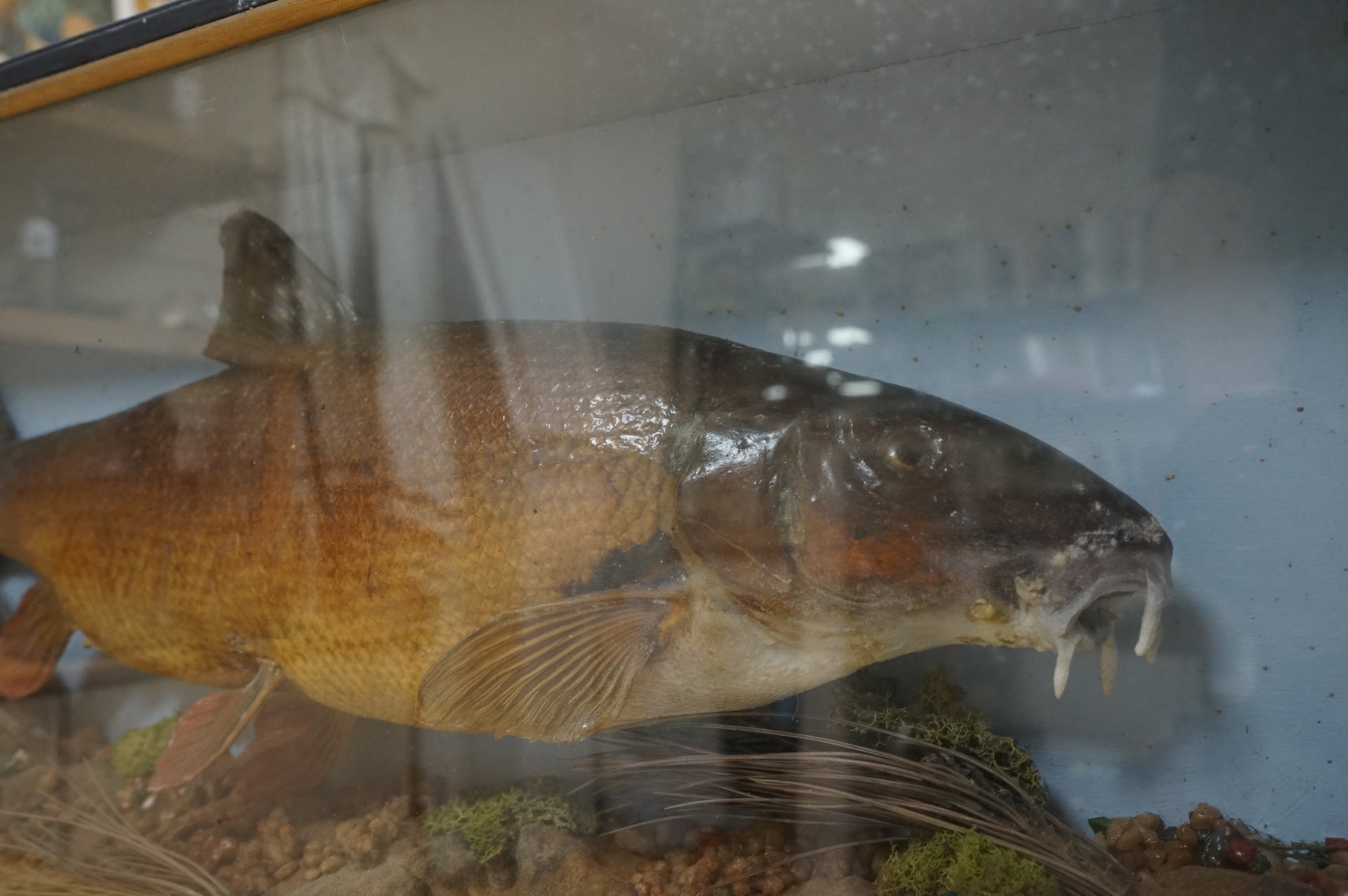 A late 20th century taxidermy barbel fish in case, attribution in applied gold coloured letters reading; ‘Barbel 5lb caught by Sid Hockley, Butlers River Wye, 19th September 1993’, dimensions; 71cm wide, 34cm high, 13cm
